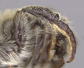 Media type: image;   Entomology 15717 Aspect: Leg hind